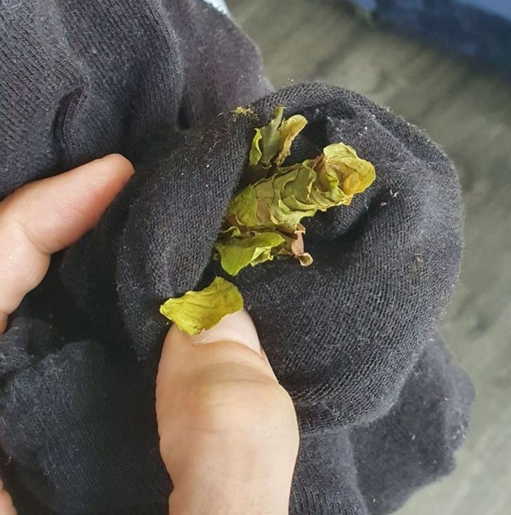 “I left my laundry on the balcony for a few days and now I found this in one of the socks. Any idea what it is?”