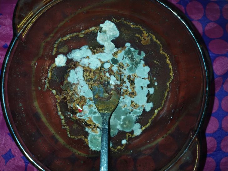 “Almost half a year ago, I forgot to remove a plate with food and grew mold in home conditions.”