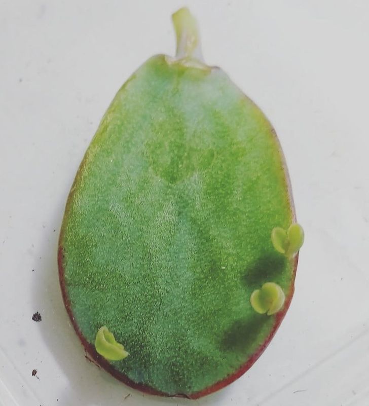 “Found this leaf on the floor of a big box store and decided to take it home.”