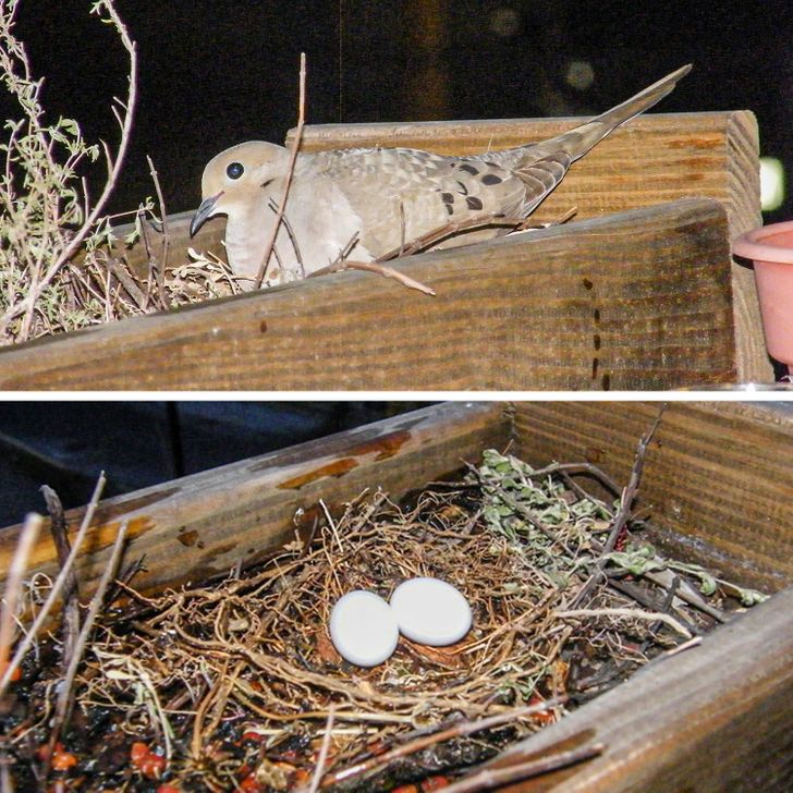 “This new mother nested on my balcony flower bed when I forgot to water.”