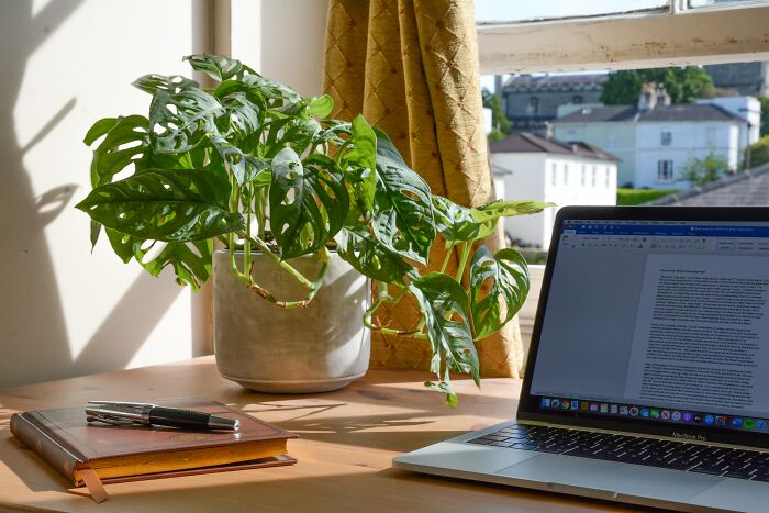 quitting stories - laptop and plant - 36 St 21