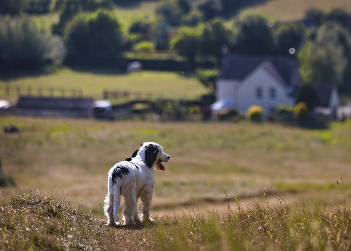 My dog may not have gone to live on a farm, but my parents have never given a clear explanation of this.