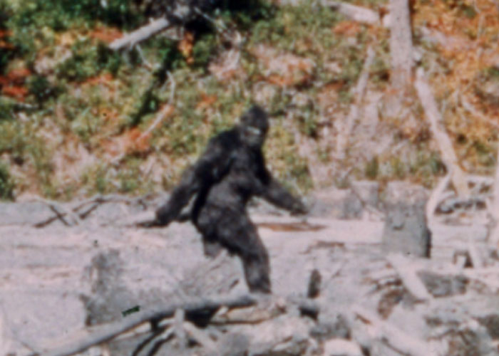 Bigfoot is actually a cultural memory from humans who migrated from Asia and that’s why there are stories about Yeti and Sasquatch. The actual creature though died out tens of thousands of years ago.