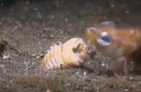 The Bobbit Worm can grow up to 10 feet long and has jaws so powerful that it can snap a fish in half when grabbing it.