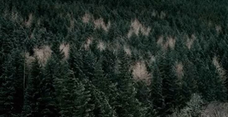 There have been documented instances of pine trees growing inside of human bodies.