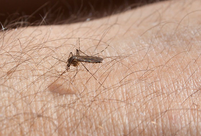 annoying things - Mosquitoes