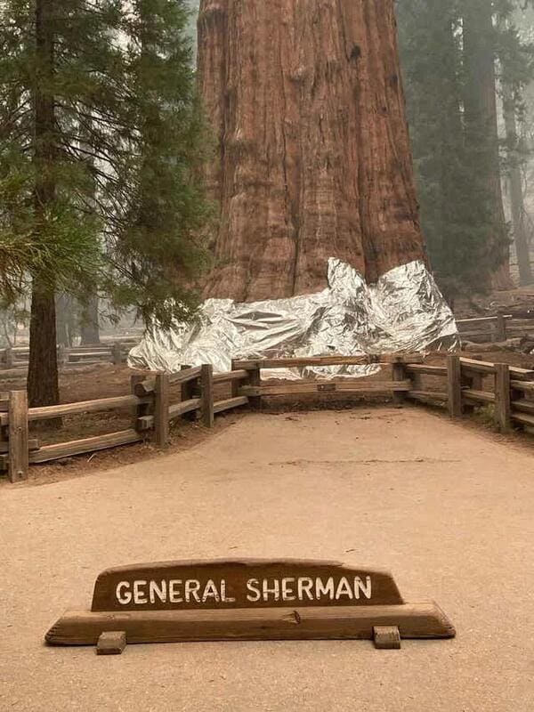 General Sherman, the world’s largest tree, is wrapped in a fire-resistant blanket as wildfires threaten the park.