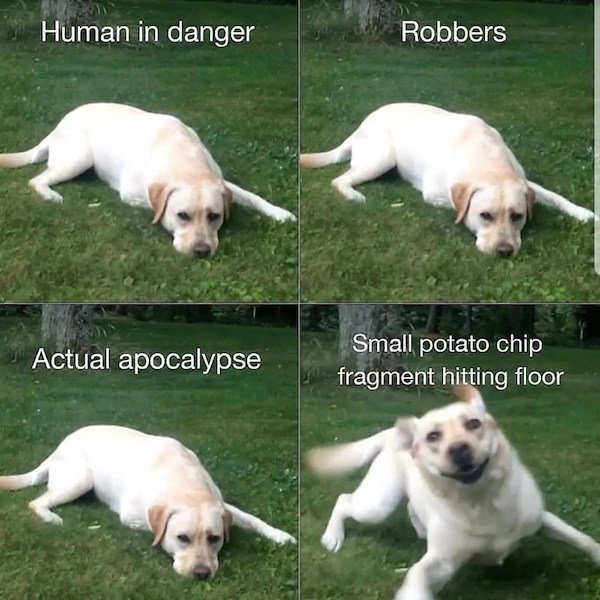relatable pics that speak the truth - dog memes - Human in danger Robbers Actual apocalypse Small potato chip fragment hitting floor
