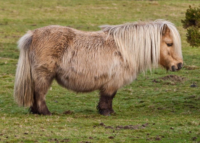 fun facts learned late - shetland pony