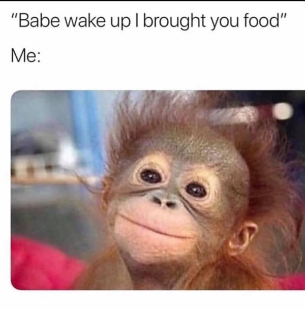 funny dating memes - monkey just woke up - "Babe wake up I brought you food" Me