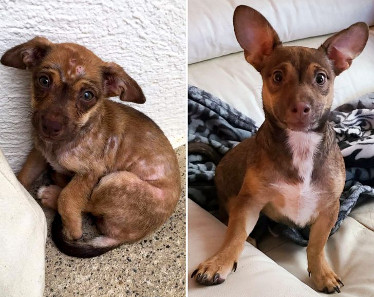 “I adopted him just a month ago. We can’t believe it’s the same dog.”