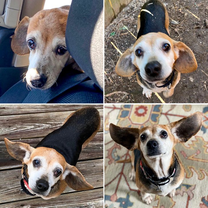 “The evolution of our foster pup’s ears — from day one of being found as a stray to now”