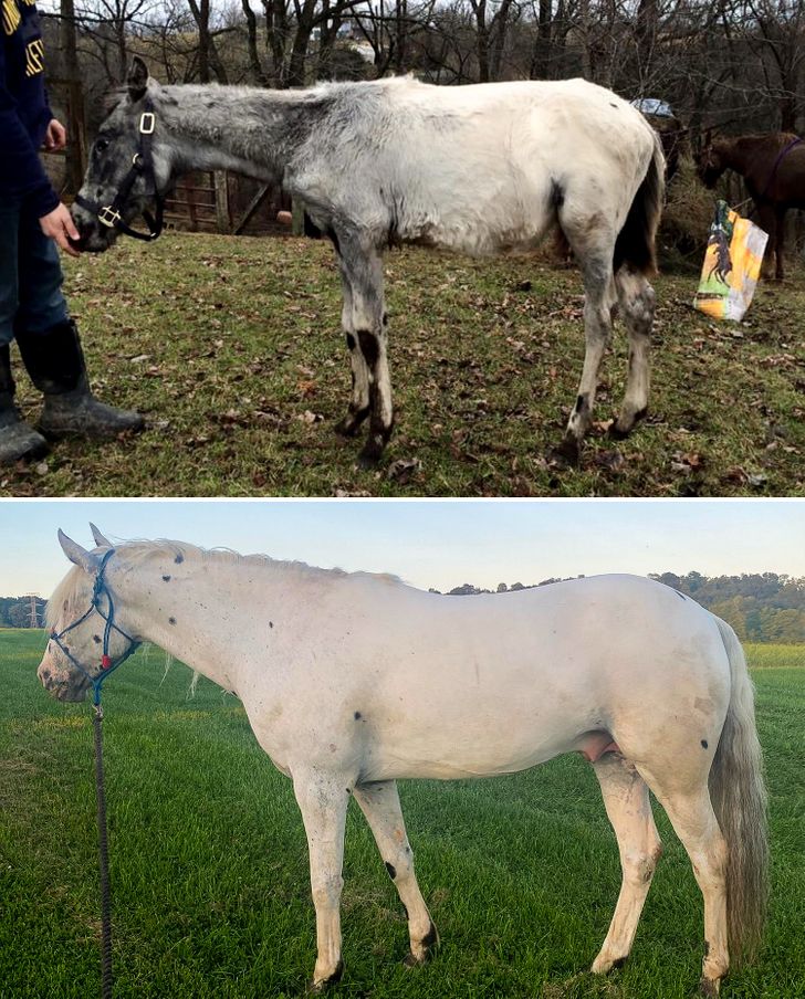 “Found him on Craigslist when he was 6 months old. After nursing him back to health, he’s a happy 7-year-old now!”