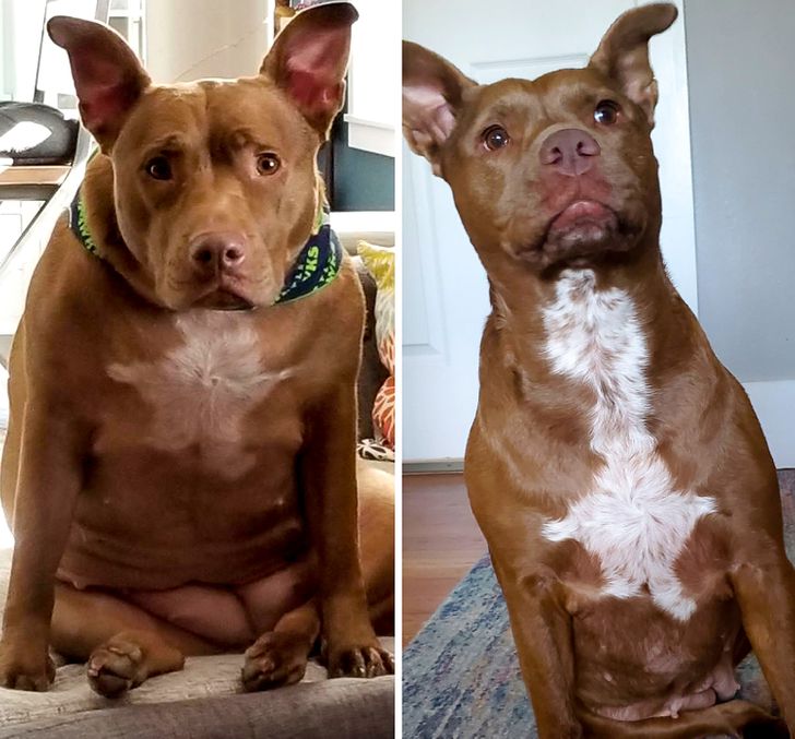 “My dog at her chonkiest vs now”