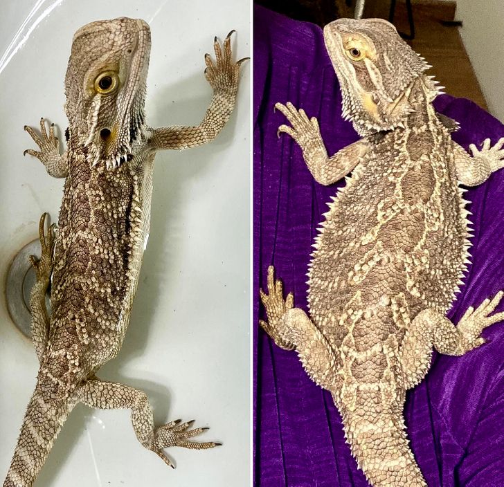 “This bearded dragon was found wandering the streets, filthy and weak. The second photo is just a few weeks after I rescued her.”