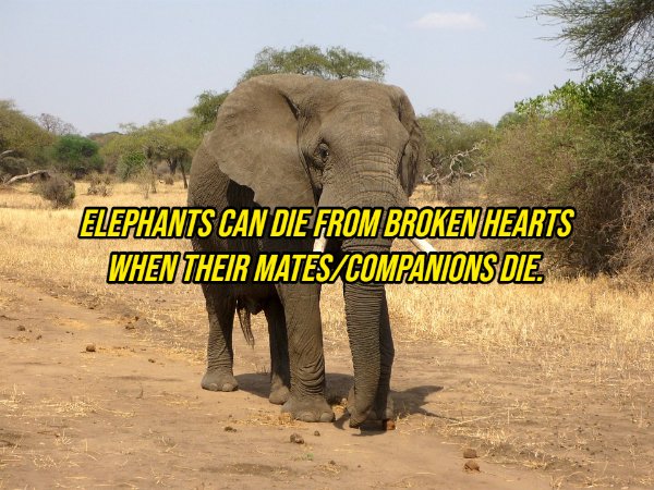 male elephant - Elephants Can Die From Broken Hearts When Their MatesCompanions Die