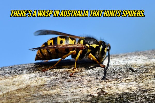 There'S A Wasp In Australia That Hunts Spiders.