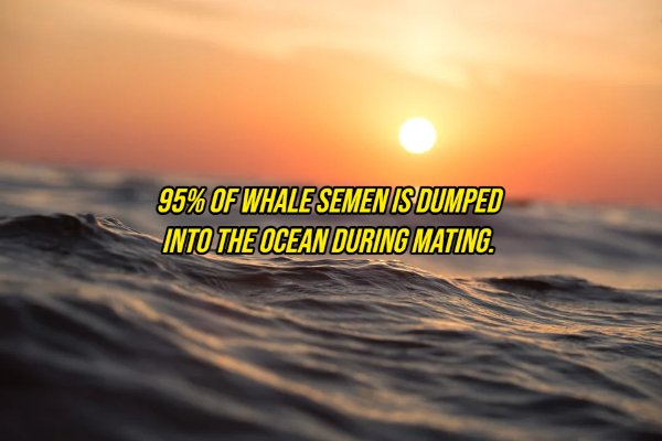 second day of creation - 95% Of Whale Semen Is Dumped Into The Ocean During Mating.