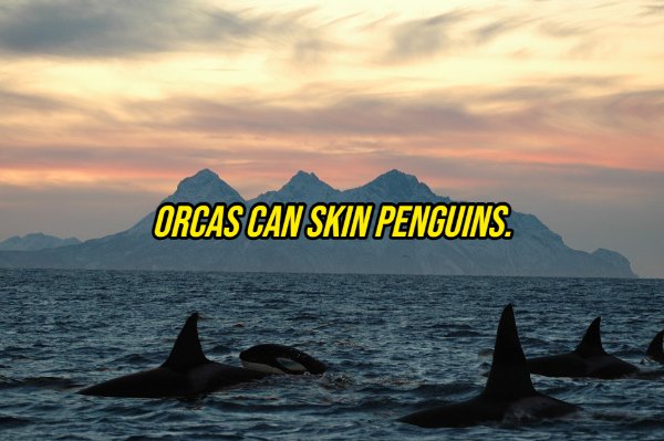 Orcas Can Skin Penguins.
