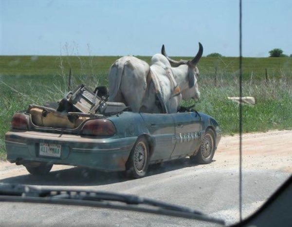 wtf pics - cow in car