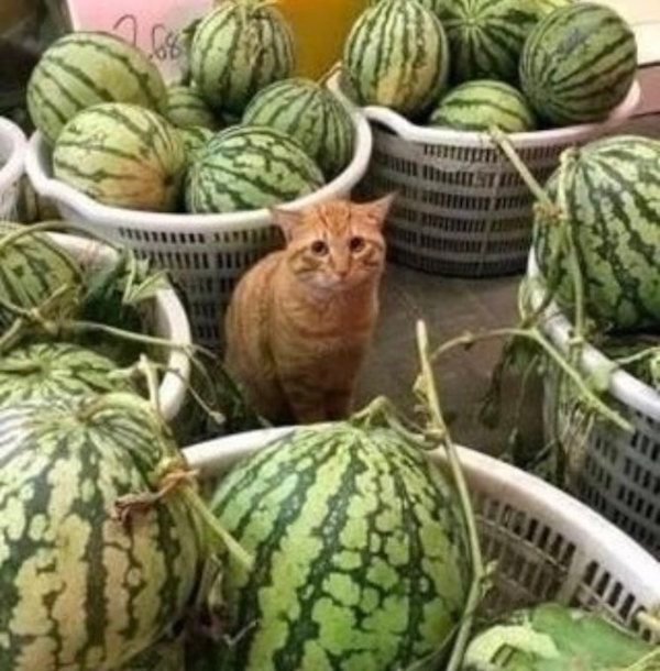 wtf pics - cat watermelons