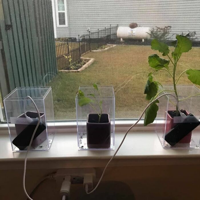 Daughter’s Science Experiment. The Plants Hear Her Voice Recorded On A Loop. The One On The Far Left Hears Mean Comments, The One On The Far Right Hears Loving Comments