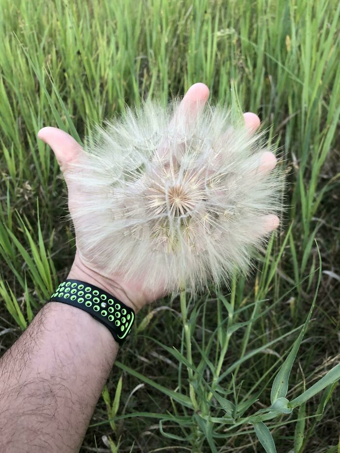 This Giant Dandelion I Found On My Walk Today. Hand For Scale