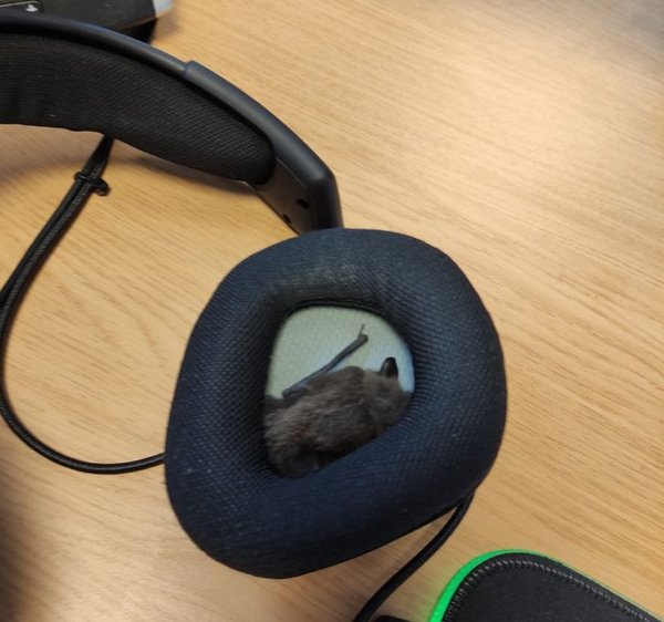 bat in my headset