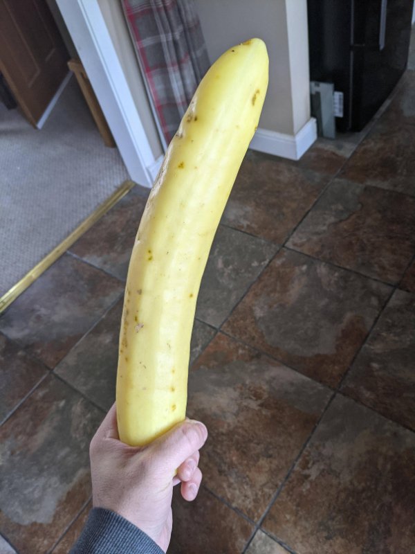 “My mom grew a giant yellow cucumber.”