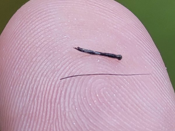 “A hard, very thick beard hair I just pulled out of my face, next to an average beard hair.”