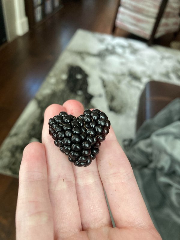 “This blackberry my sister found is in the shape of a heart.”