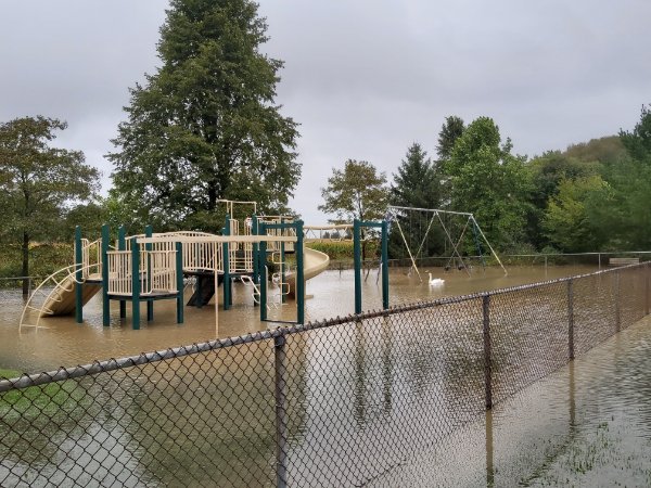 “My local playground flooded and there’s a swan in it.”