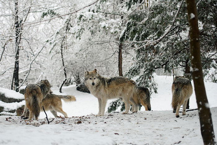 mexican grey wolf packs