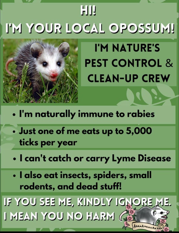 opossums are your friends - Hi! I'M Your Local Opossum! I'M Nature'S Pest Control & CleanUp Crew I'm naturally immune to rabies Just one of me eats up to 5,000 ticks per year I can't catch or carry Lyme Disease . I also eat insects, spiders, small rodents