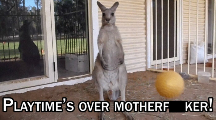 kangaroo gif - Playtime'S Over Motherf Ker!