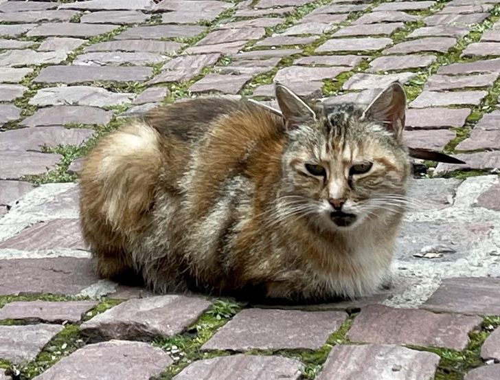 “This cat’s color pattern makes it look like it’s meowing.”