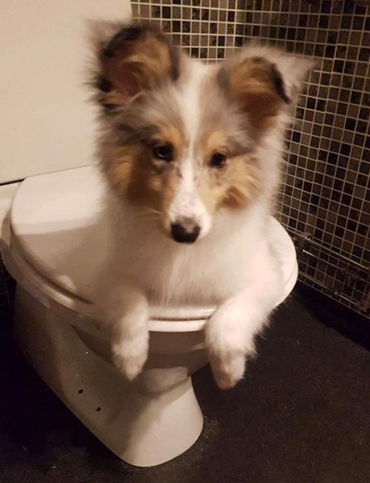 “My girlfriend’s dog in the toilet”