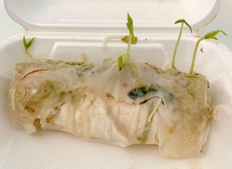 “I left a summer roll on my desk for 4 days. The bean sprouts are sprouting.”