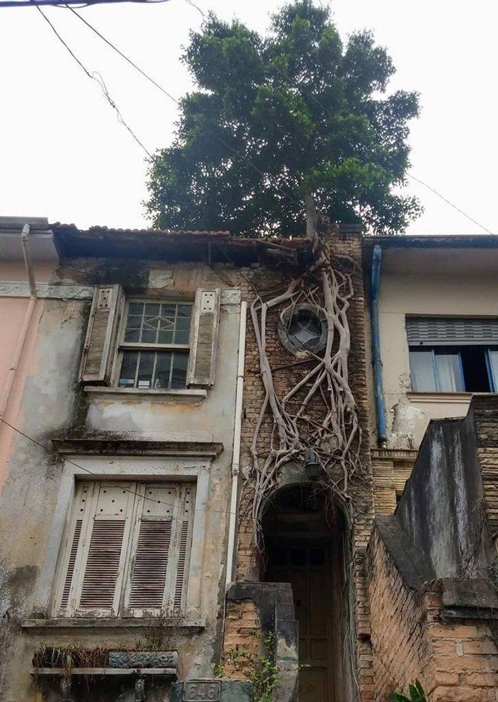 “A tree growing on top of an abandoned house”