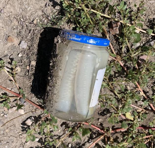 “Jar of pickles bleached white by the sun, found in the desert”