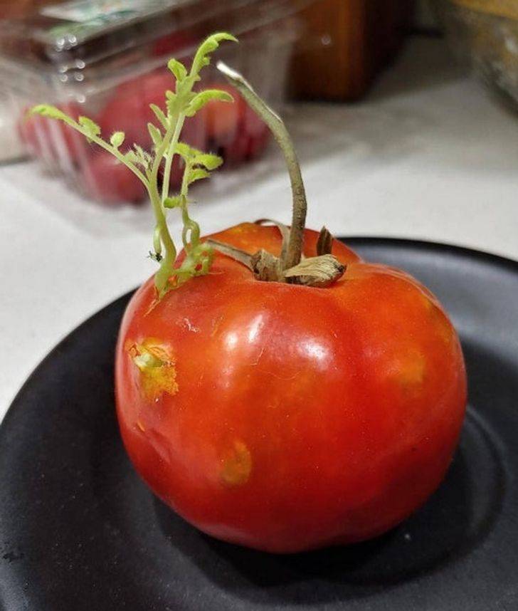 “The seeds sprouting right out of this tomato I forgot about.”