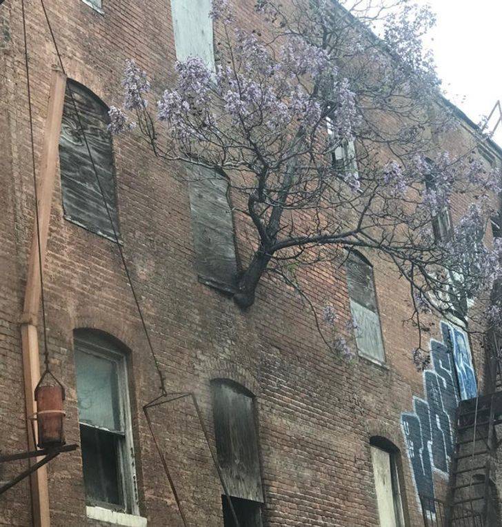 “Abandoned Baltimore row house”