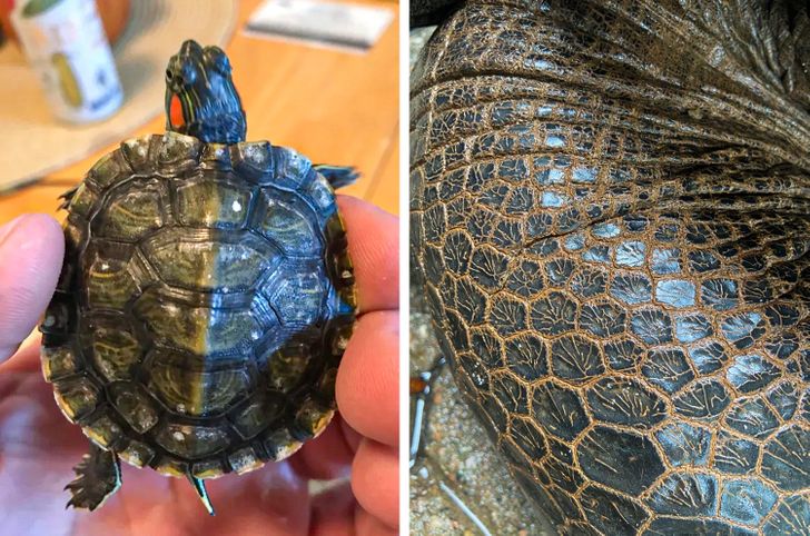 fascinating photos of cool stuff - shell rot painted turtle