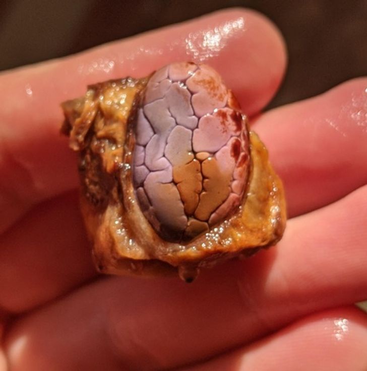 This cacao seed looks like a brain.