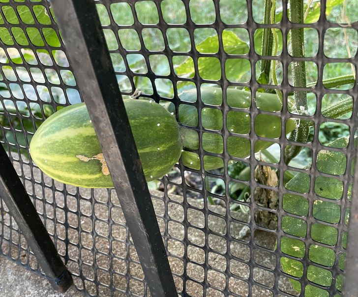 “My neighbor’s cucumber growing through this mesh fence.”