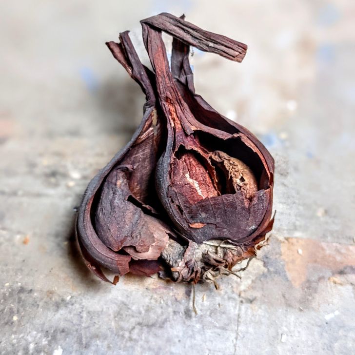 Approximately 167-year-old garlic I found under the floor of my half-timbered house.