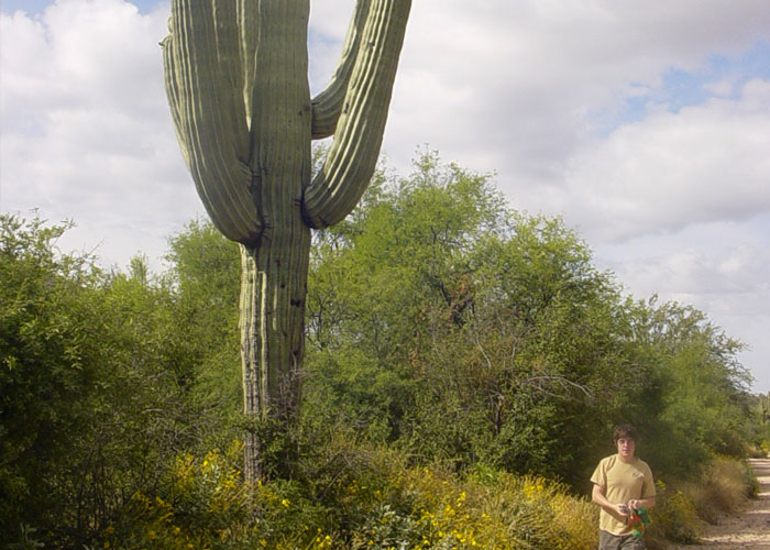 interesting facts - saguaro cactus