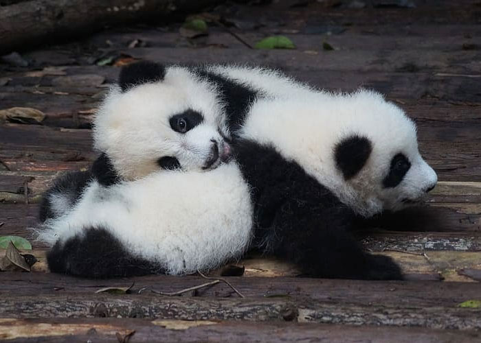 interesting facts - giant panda