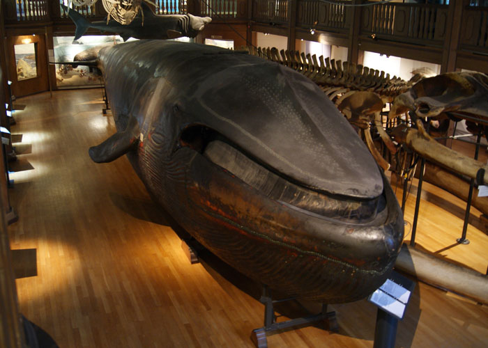 There is a full taxidermed whale in a Swedish museum that was open to the public until a couple was caught making love inside it