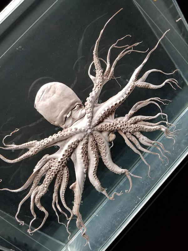 creepy and wtf pics - octopus branching tentacles